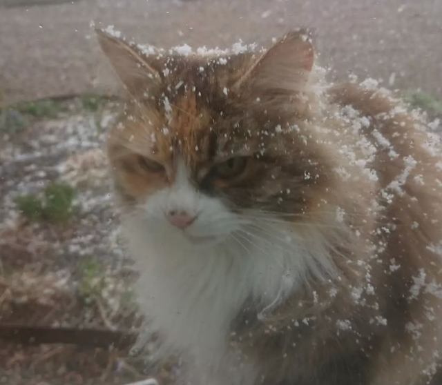 Sibirisk katt Ioata Arae